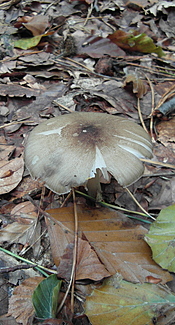 Breitblättriger Holzrübling
