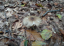 Breitblättriger Holzrübling