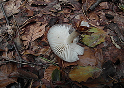 Breitblättriger Holzrübling