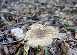Breitblättriger Holzrübling