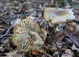 Breitblättriger Holzrübling