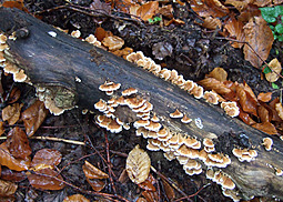 Buchenaderzähling