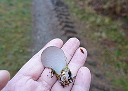 Eispilz