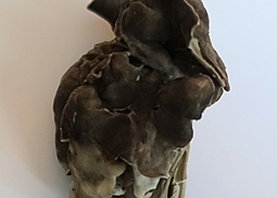 Grubenlorchel