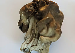 Grubenlorchel