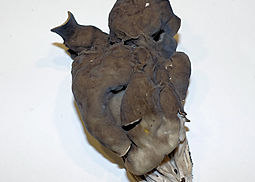 Grubenlorchel