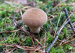Igelstäubling