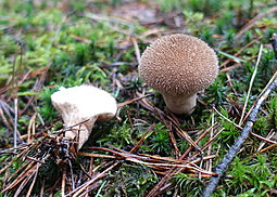 Igelstäubling