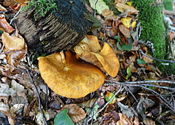 Erlenkrempling 