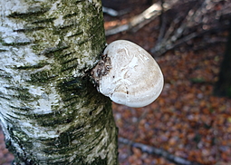 Birkenporling