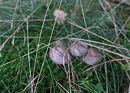 Violetter Rötelritterling