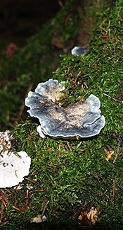 Blauender Saftporling
