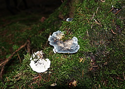 Blauender Saftporling