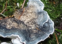 Blauender Saftporling