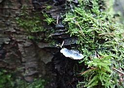 Blauender Saftporling