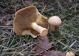 Kuhröhrling