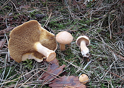 Kuhröhrling