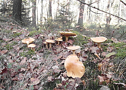 Kuhröhrling