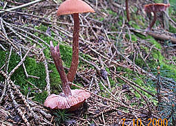 Braunroter Lacktrichterling