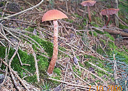Braunroter Lacktrichterling