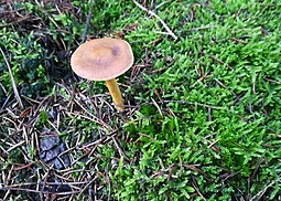 View Giftpilze Giftige Pilze Deutschland Pictures