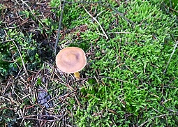 Blutblättriger Hautkopf