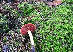 Blutblättriger Hautkopf