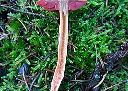 Blutblättriger Hautkopf