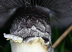 Rotbrauner Riesenträuschling