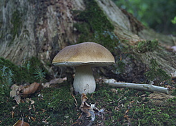 Steinpilz
