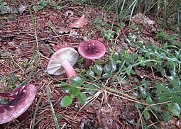 Stachelbeertäubling
