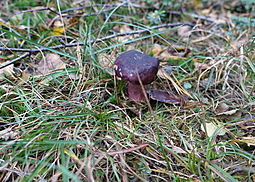 Zitronenblättriger Täubling