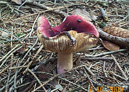 Zitronenblättriger Täubling