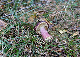 Zitronenblättriger Täubling