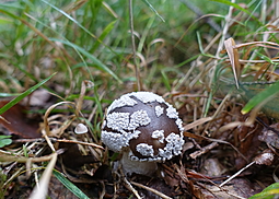 Grauer Wulstling