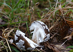 Grauer Wulstling