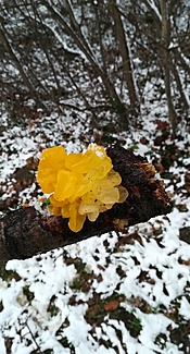 Goldgelber Zitterling