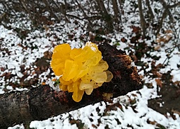 Goldgelber Zitterling