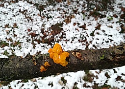Goldgelber Zitterling