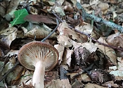 Gezonter Violettmilchling