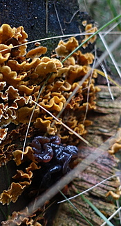 Striegeliger Schichtpilz
