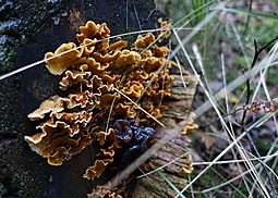 Striegeliger Schichtpilz