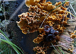 Striegeliger Schichtpilz
