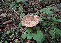 Safranschirmling