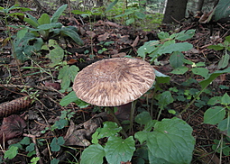 Safranschirmling