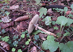 Safranschirmling
