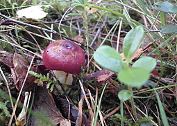 Kirschroter Speitäubling