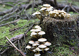 Grünblättriger Schwefelkopf
