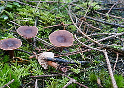 Kastanienbrauner Rübling