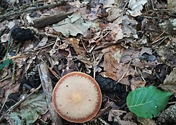 Kastanienbrauner Rübling